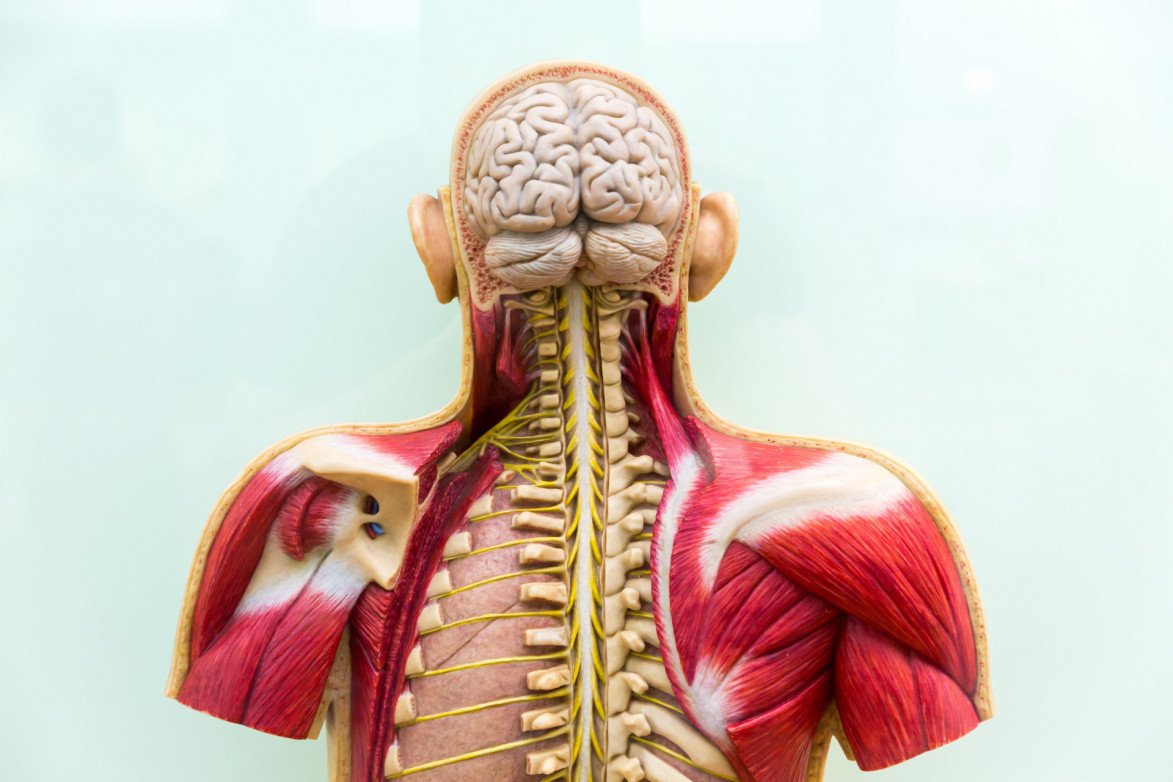 Uw lichaam schenken aan de wetenschap - Begrafenis en uitvaart